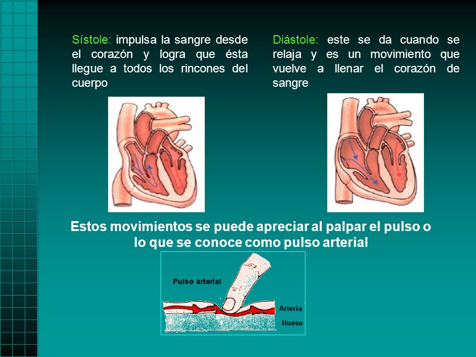 Sístole: impulsa la sangre desde el corazón y logra que ésta llegue a todos los rincones del cuerpo