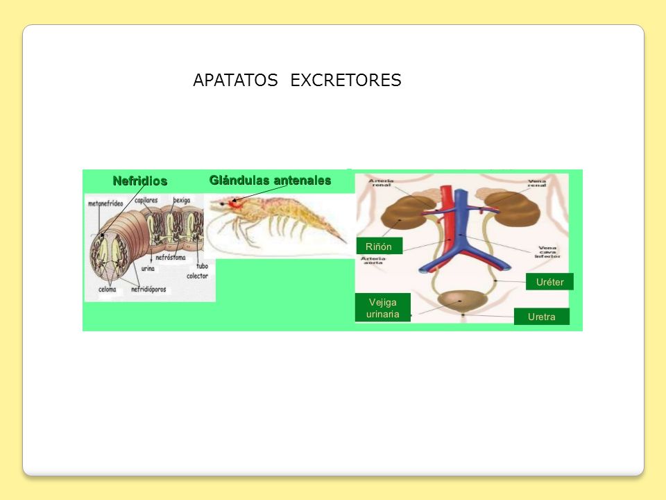 APATATOS EXCRETORES
