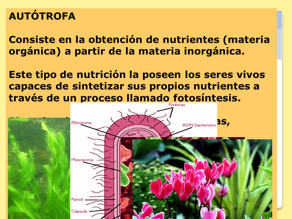 TIPOS DE NUTRICIÓN La nutrición puede ser autótrofa o heterótrofa
