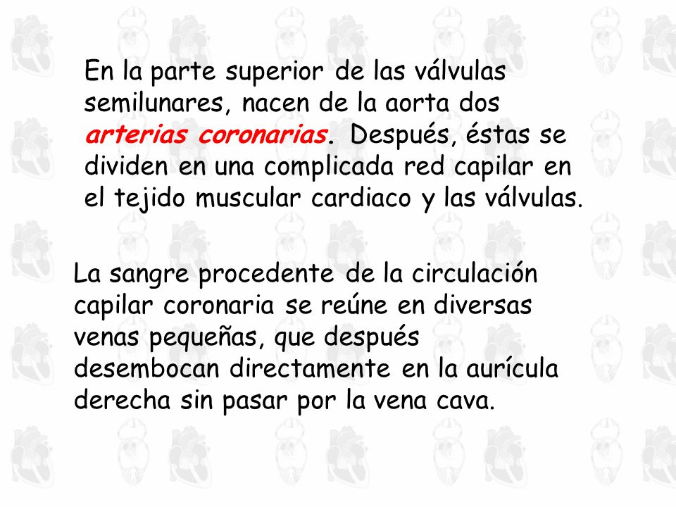 En la parte superior de las válvulas semilunares, nacen de la aorta dos arterias coronarias. Después, éstas se dividen en una complicada red capilar en el tejido muscular cardiaco y las válvulas.