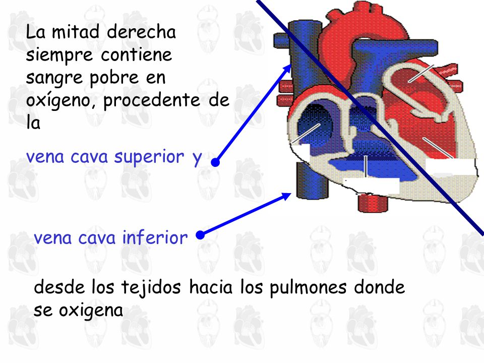 La mitad derecha siempre contiene sangre pobre en oxígeno, procedente de la