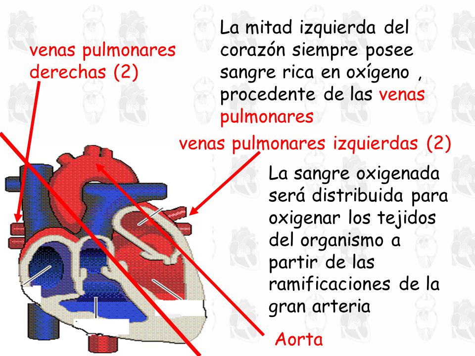 La mitad izquierda del corazón siempre posee sangre rica en oxígeno , procedente de las venas pulmonares