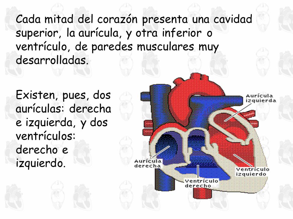 Cada mitad del corazón presenta una cavidad superior, la aurícula, y otra inferior o ventrículo, de paredes musculares muy desarrolladas.