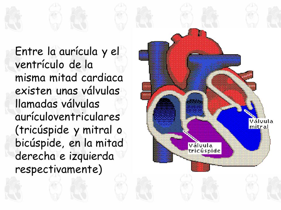 Entre la aurícula y el ventrículo de la misma mitad cardiaca existen unas válvulas llamadas válvulas aurículoventriculares (tricúspide y mitral o bicúspide, en la mitad derecha e izquierda respectivamente)