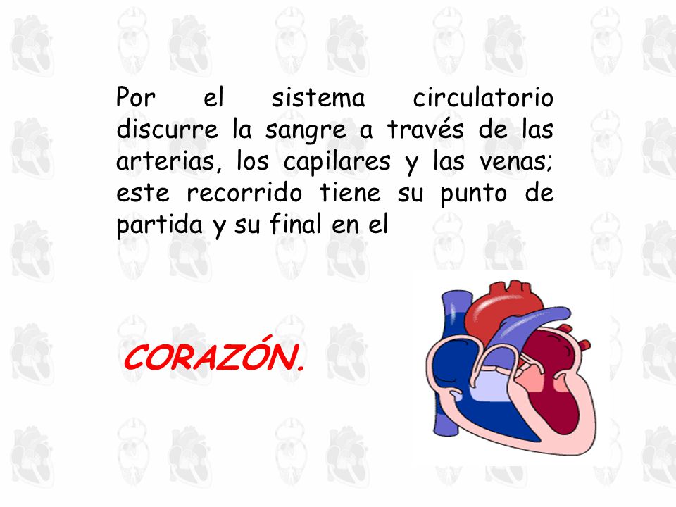 Por el sistema circulatorio discurre la sangre a través de las arterias, los capilares y las venas; este recorrido tiene su punto de partida y su final en el