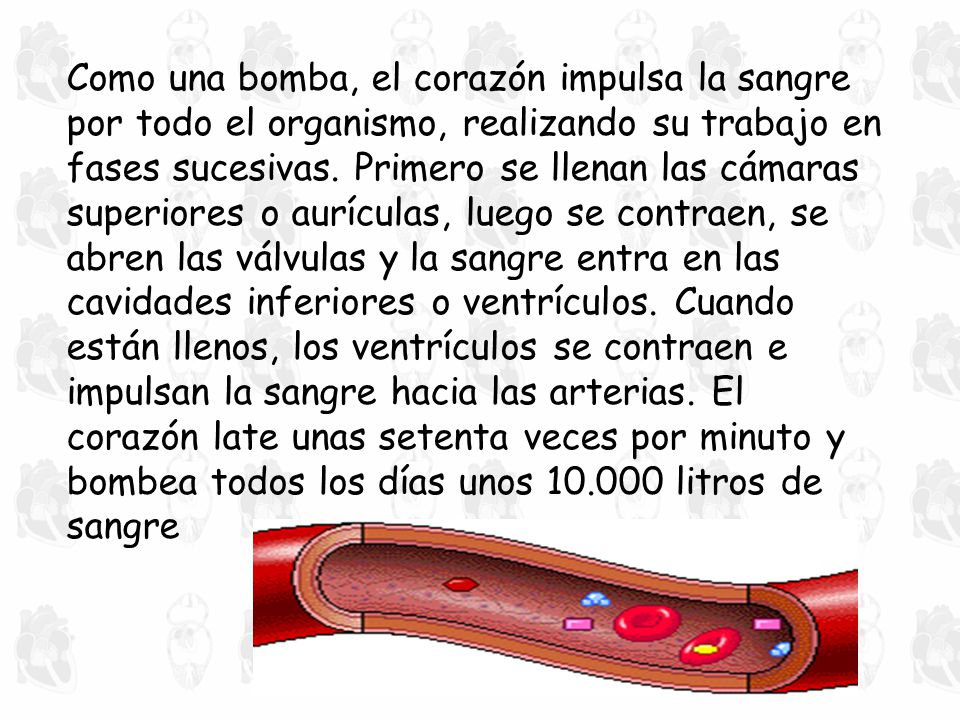 Como una bomba, el corazón impulsa la sangre por todo el organismo, realizando su trabajo en fases sucesivas.