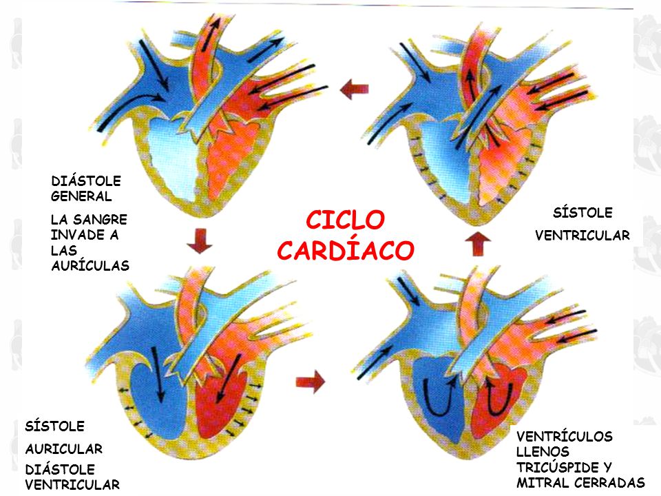 CICLO CARDÍACO DIÁSTOLE GENERAL LA SANGRE INVADE A LAS AURÍCULAS