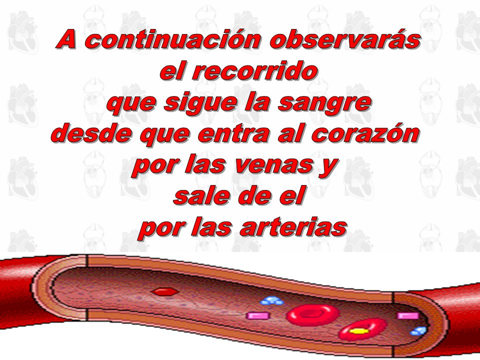 A continuación observarás el recorrido que sigue la sangre