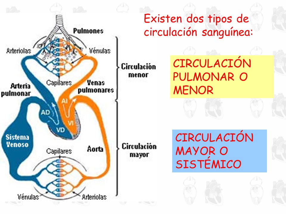 Existen dos tipos de circulación sanguínea: