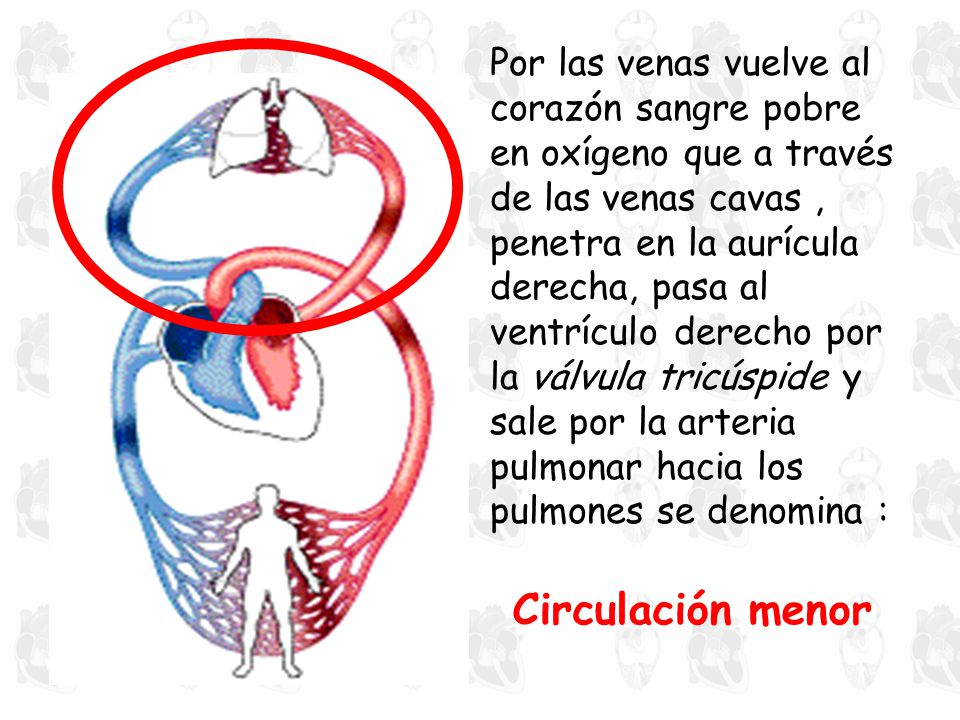 Por las venas vuelve al corazón sangre pobre en oxígeno que a través de las venas cavas , penetra en la aurícula derecha, pasa al ventrículo derecho por la válvula tricúspide y sale por la arteria pulmonar hacia los pulmones se denomina :