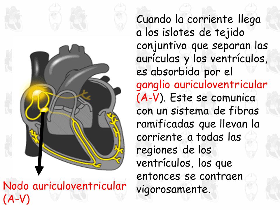 Cuando la corriente llega a los islotes de tejido conjuntivo que separan las aurículas y los ventrículos, es absorbida por el ganglio auriculoventricular (A-V). Este se comunica con un sistema de fibras ramificadas que llevan la corriente a todas las regiones de los ventrículos, los que entonces se contraen vigorosamente.