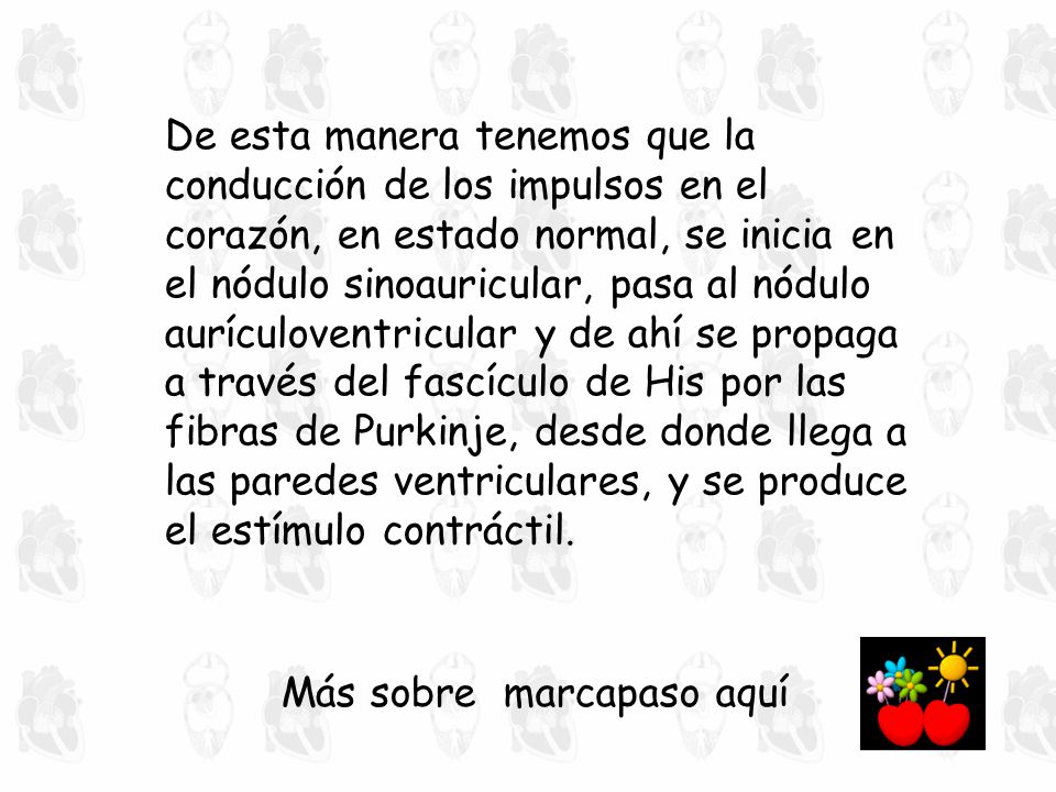 De esta manera tenemos que la conducción de los impulsos en el corazón, en estado normal, se inicia en el nódulo sinoauricular, pasa al nódulo aurículoventricular y de ahí se propaga a través del fascículo de His por las fibras de Purkinje, desde donde llega a las paredes ventriculares, y se produce el estímulo contráctil.