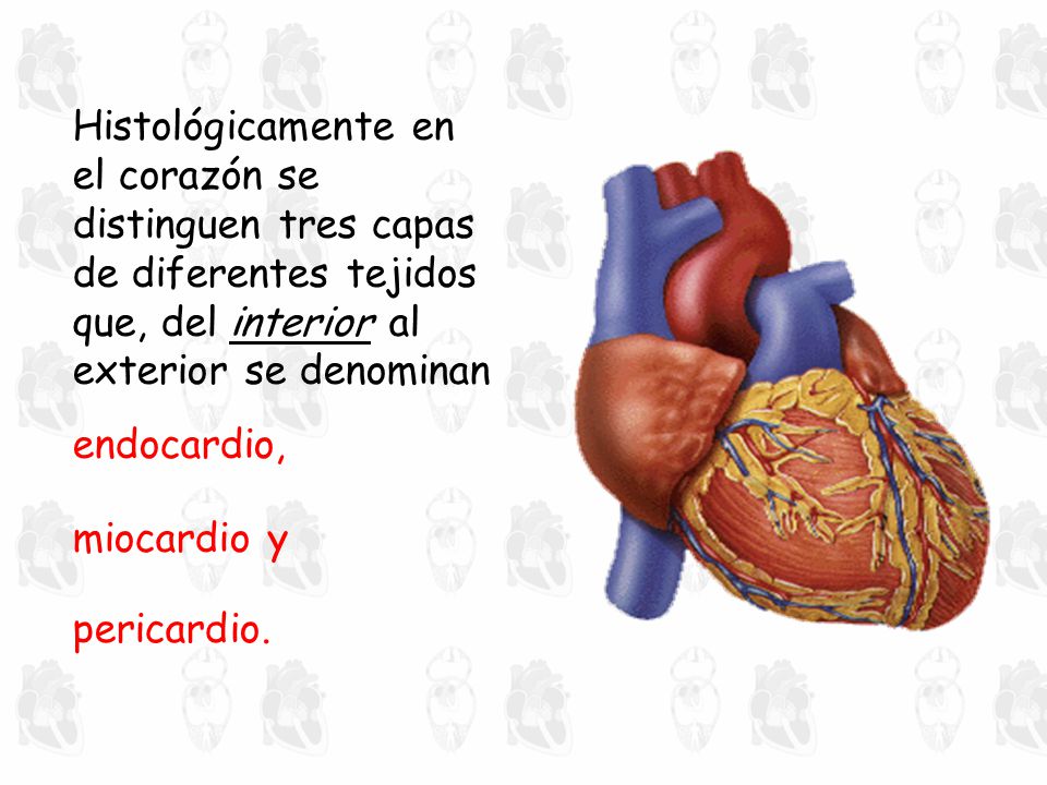 Histológicamente en el corazón se distinguen tres capas de diferentes tejidos que, del interior al exterior se denominan