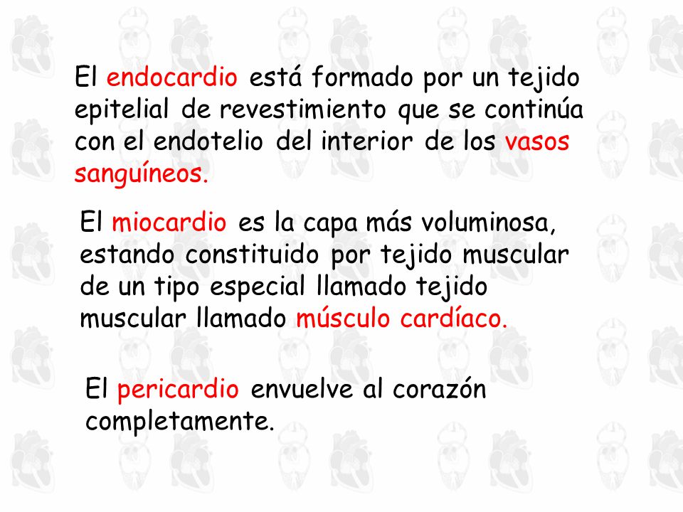 El endocardio está formado por un tejido epitelial de revestimiento que se continúa con el endotelio del interior de los vasos sanguíneos.