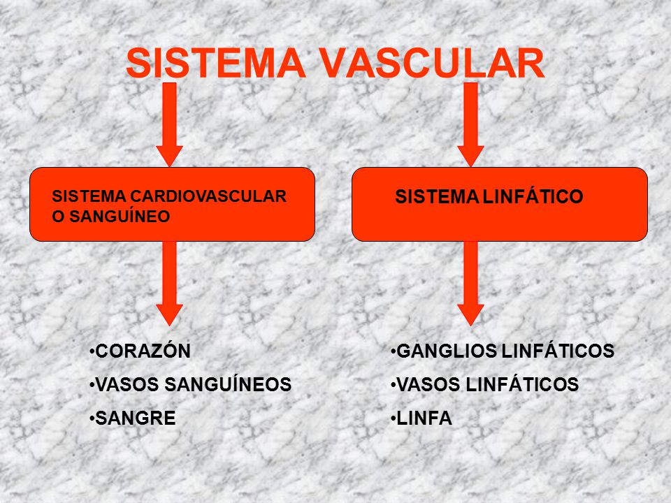 SISTEMA VASCULAR SISTEMA LINFÁTICO CORAZÓN VASOS SANGUÍNEOS SANGRE