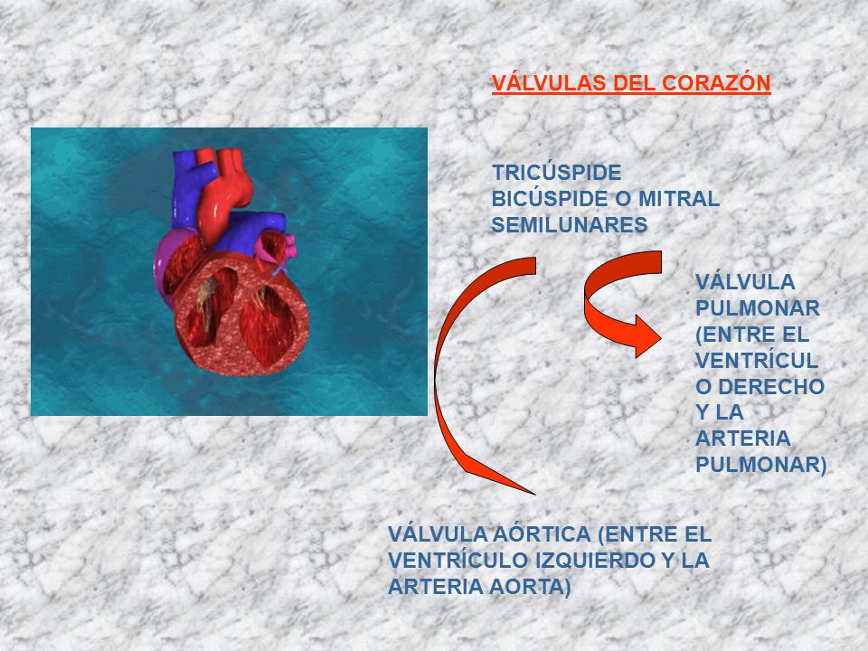 VÁLVULAS DEL CORAZÓN TRICÚSPIDE. BICÚSPIDE O MITRAL. SEMILUNARES. VÁLVULA PULMONAR (ENTRE EL VENTRÍCULO DERECHO Y LA ARTERIA PULMONAR)