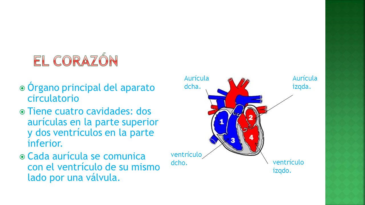 EL CORAZÓN Órgano principal del aparato circulatorio