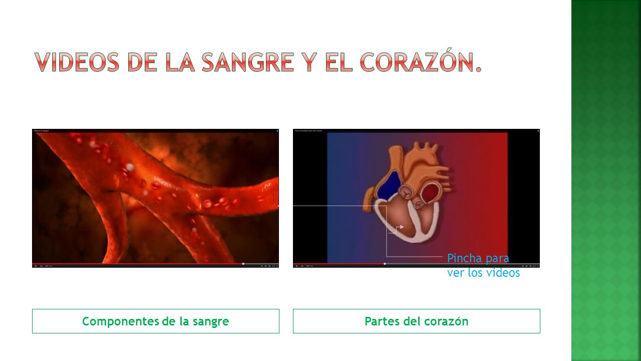 Videos de la sangre y el corazón.