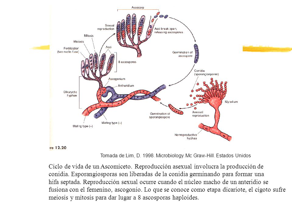 meiosis y mitosis para dar lugar a 8 ascosporas haploides.
