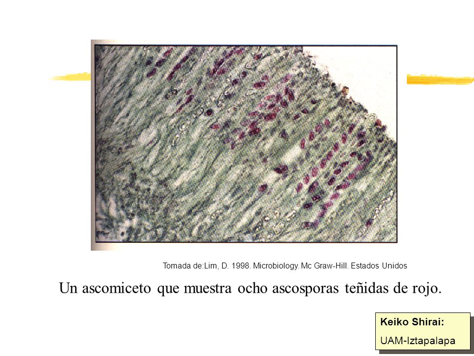 Un ascomiceto que muestra ocho ascosporas teñidas de rojo.