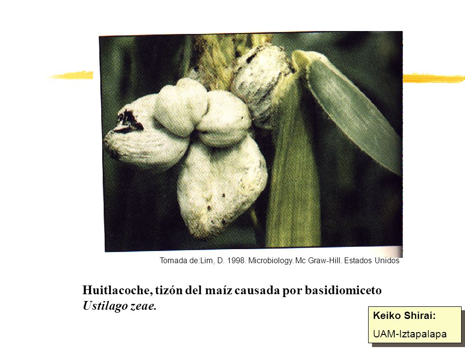 Huitlacoche, tizón del maíz causada por basidiomiceto Ustilago zeae.