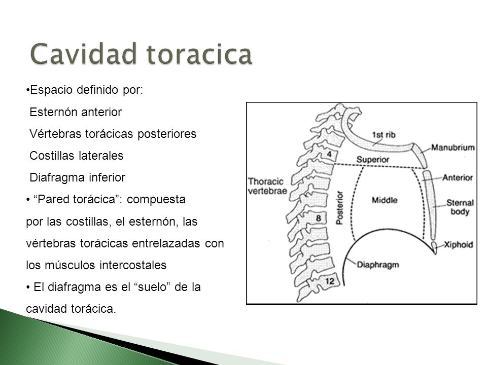 Cavidad toracica Espacio definido por: Esternón anterior
