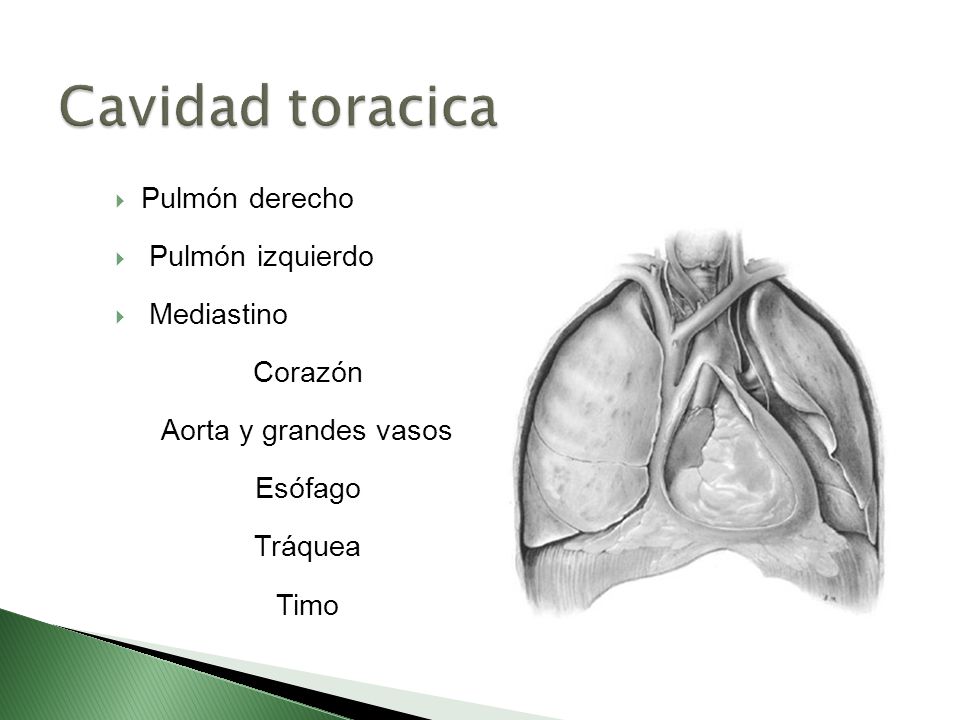 Cavidad toracica Pulmón derecho Pulmón izquierdo Mediastino Corazón