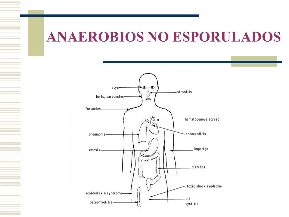 ANAEROBIOS NO ESPORULADOS