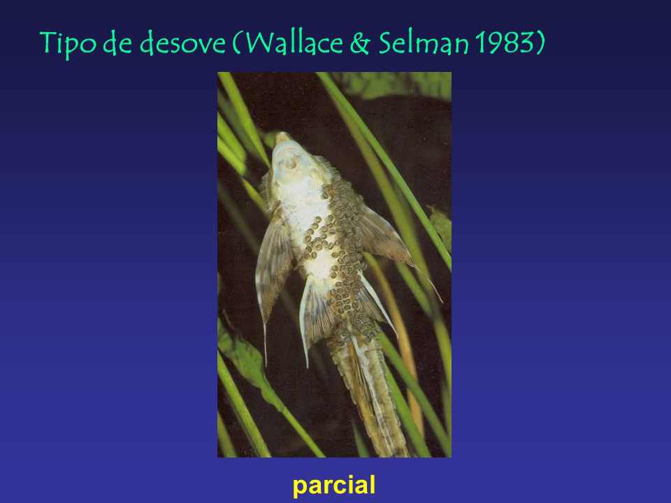 Tipo de desove (Wallace & Selman 1983)