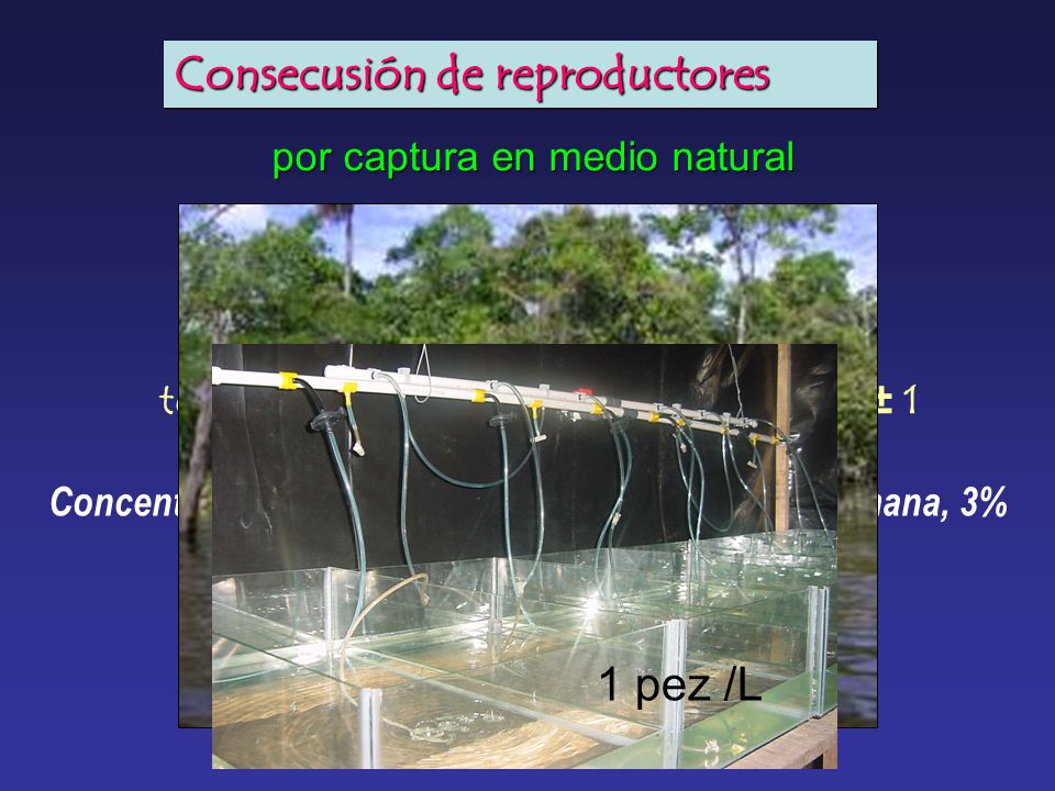 temperatura 27 ± 1 oC, pH 6 ± 0,5, OD 6 ± 1