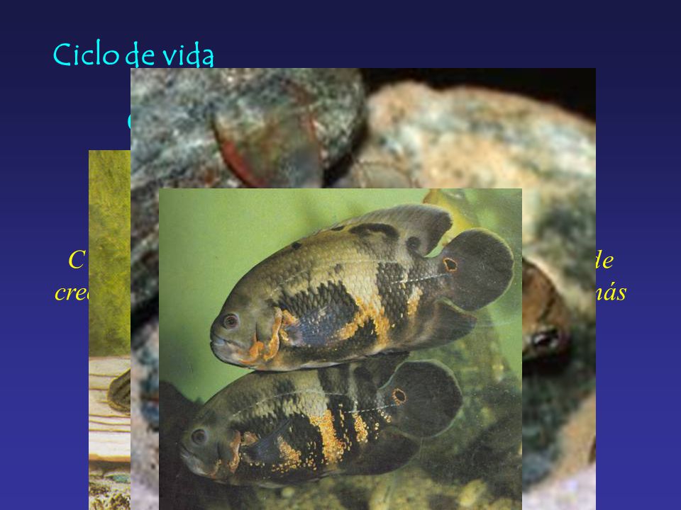 Ciclo de vida C = ( Pc + Pr ) + M + E (Vazzoler 1996)