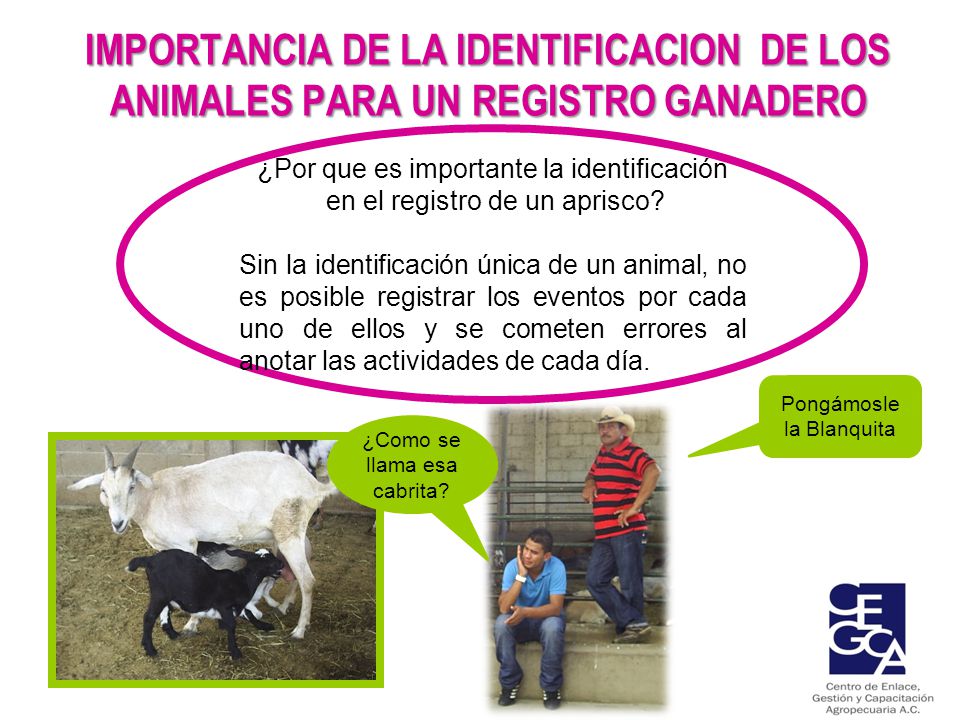 IMPORTANCIA DE LA IDENTIFICACION DE LOS ANIMALES PARA UN REGISTRO GANADERO