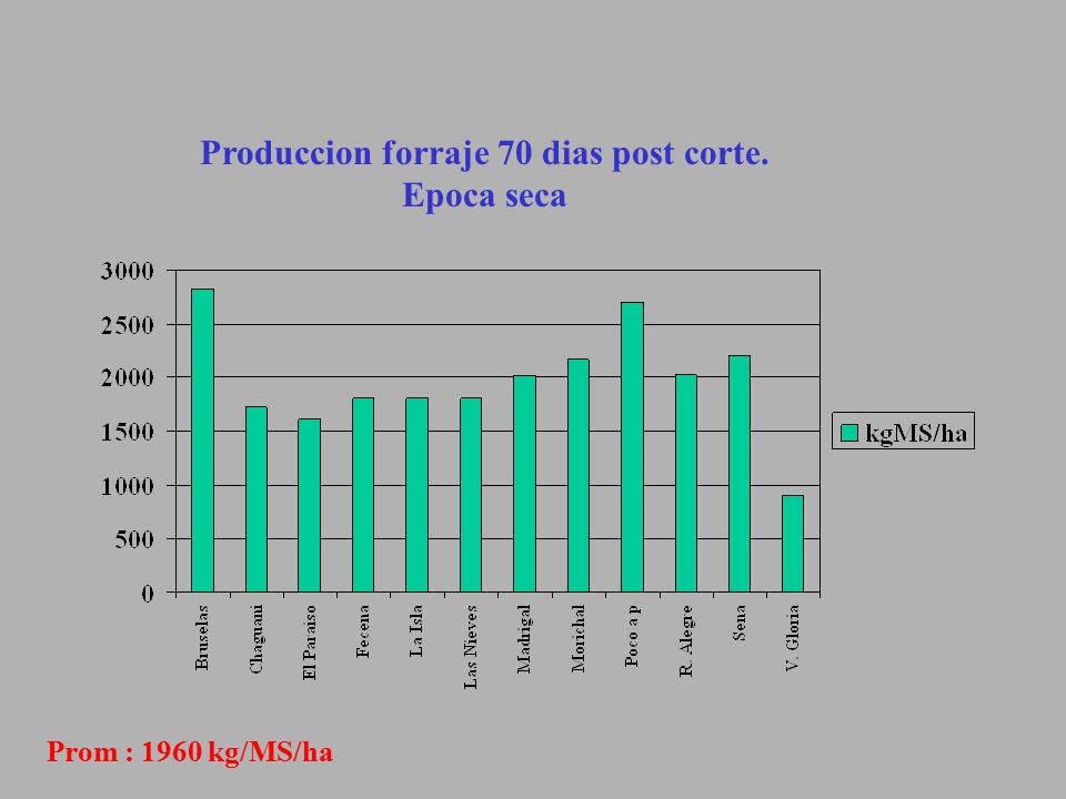 Produccion forraje 70 dias post corte. Epoca seca