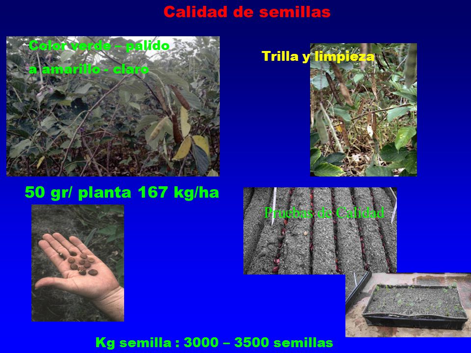 Calidad de semillas 50 gr/ planta 167 kg/ha Pruebas de Calidad