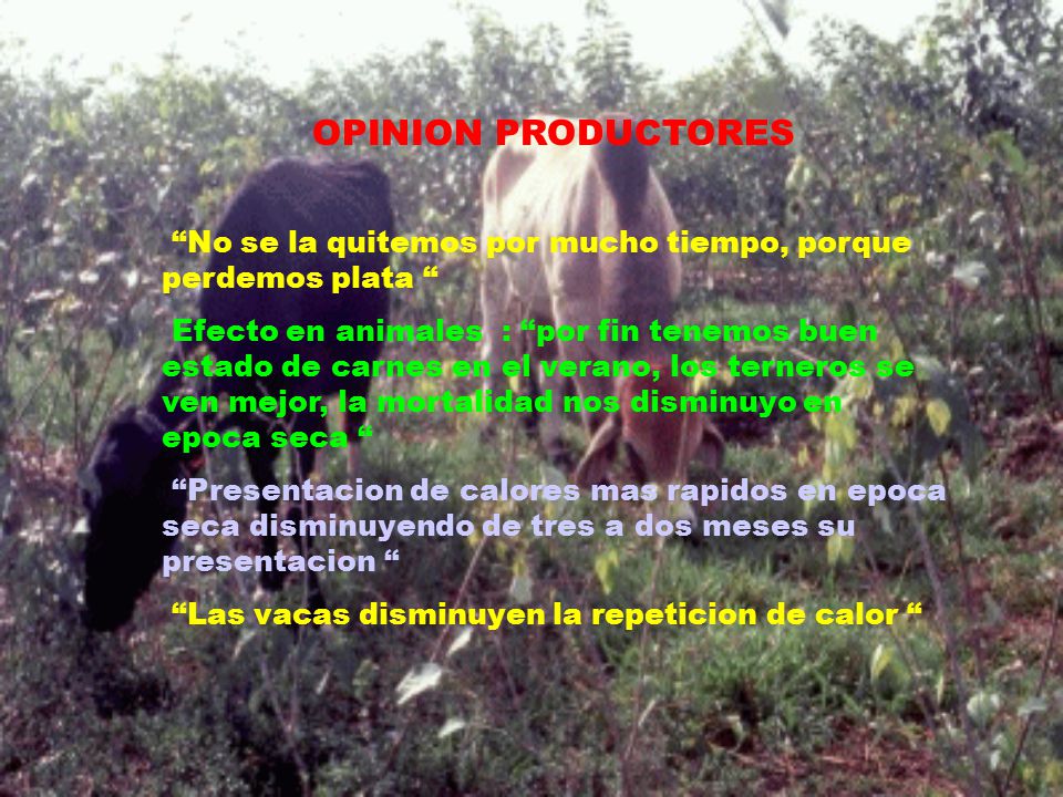 OPINION PRODUCTORES No se la quitemos por mucho tiempo, porque perdemos plata