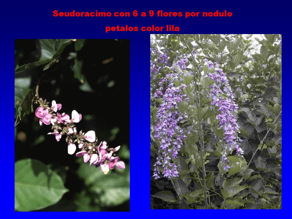 Seudoracimo con 6 a 9 flores por nodulo