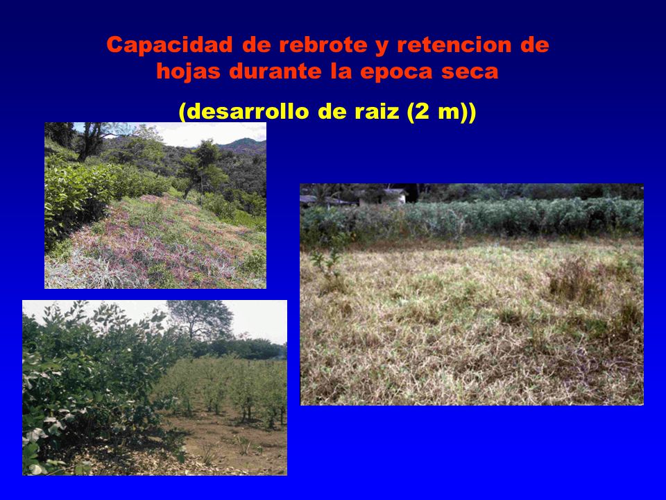 Capacidad de rebrote y retencion de hojas durante la epoca seca