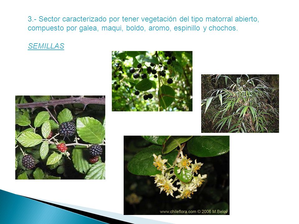 3.- Sector caracterizado por tener vegetación del tipo matorral abierto, compuesto por galea, maqui, boldo, aromo, espinillo y chochos.