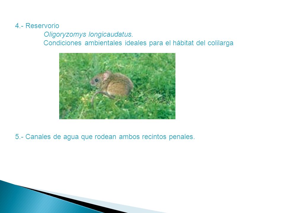 4.- Reservorio Oligoryzomys longicaudatus. Condiciones ambientales ideales para el hábitat del colilarga.