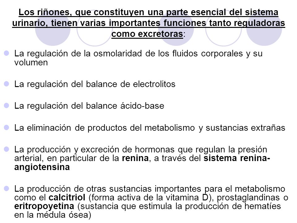 Los riñones, que constituyen una parte esencial del sistema urinario, tienen varias importantes funciones tanto reguladoras como excretoras: