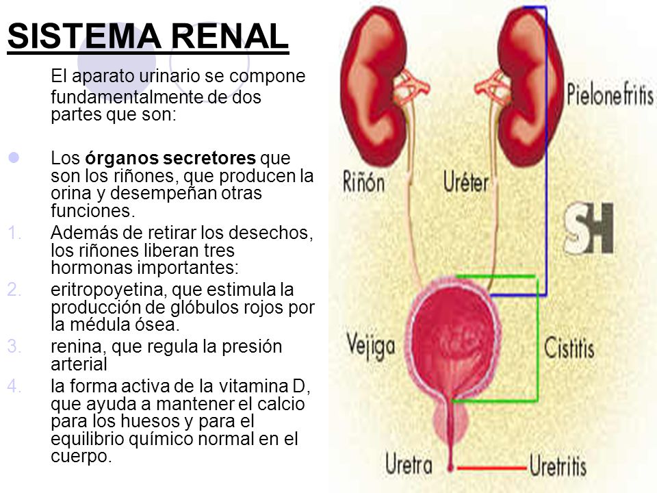 SISTEMA RENAL El aparato urinario se compone fundamentalmente de dos partes que son: