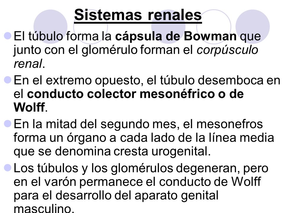 Sistemas renales El túbulo forma la cápsula de Bowman que junto con el glomérulo forman el corpúsculo renal.