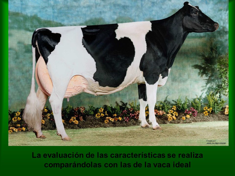 La evaluación de las características se realiza comparándolas con las de la vaca ideal