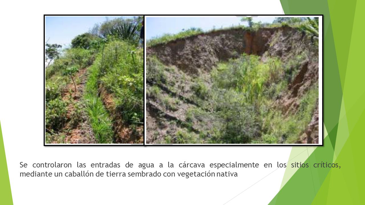 Se controlaron las entradas de agua a la cárcava especialmente en los sitios críticos, mediante un caballón de tierra sembrado con vegetación nativa