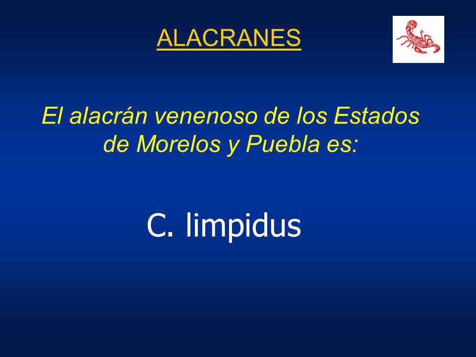 El alacrán venenoso de los Estados de Morelos y Puebla es: