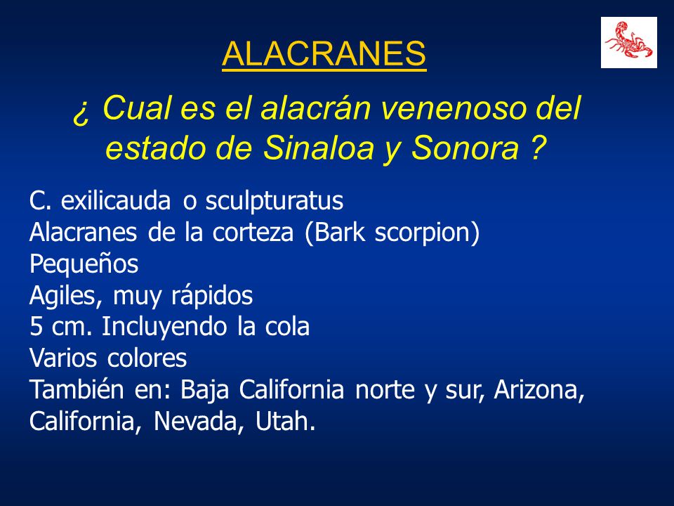 ¿ Cual es el alacrán venenoso del estado de Sinaloa y Sonora