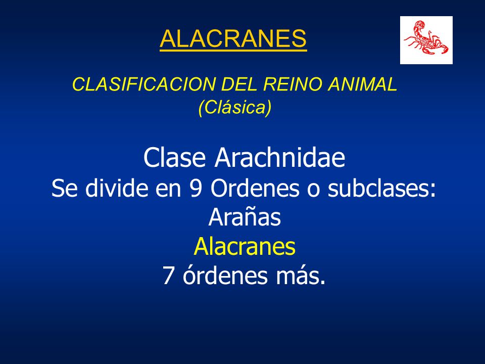Clase Arachnidae ALACRANES Se divide en 9 Ordenes o subclases: Arañas