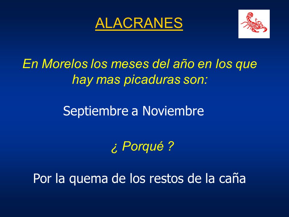 ALACRANES En Morelos los meses del año en los que hay mas picaduras son: Septiembre a Noviembre. ¿ Porqué