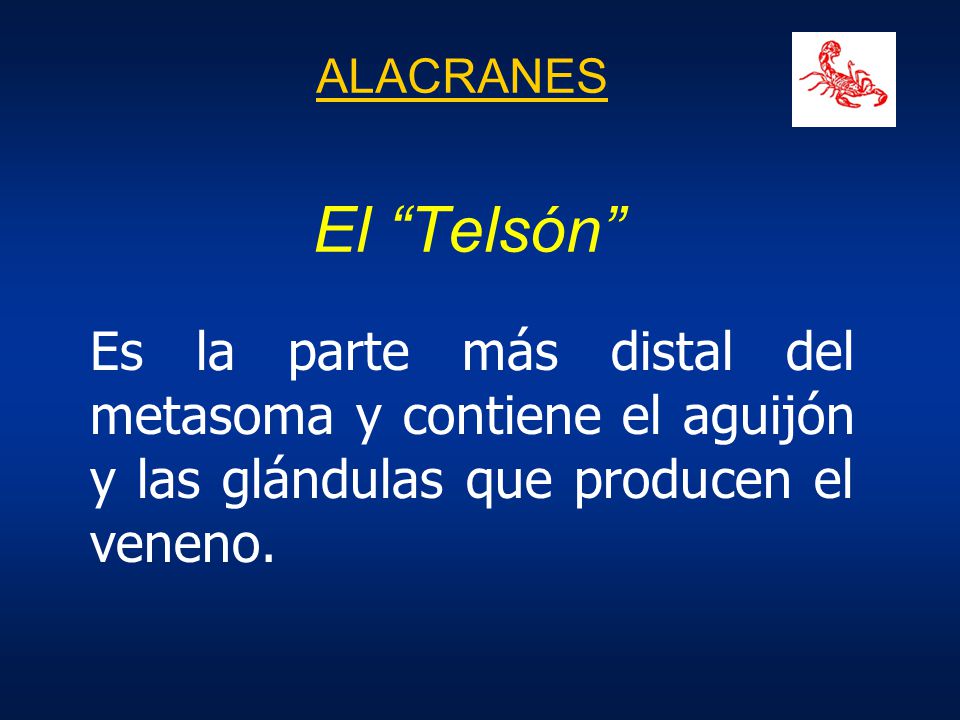 ALACRANES El Telsón Es la parte más distal del metasoma y contiene el aguijón y las glándulas que producen el veneno.