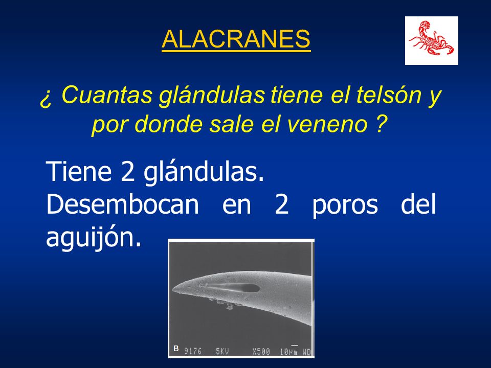 ¿ Cuantas glándulas tiene el telsón y por donde sale el veneno